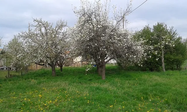 Eladó telek Pápa 1638 nm