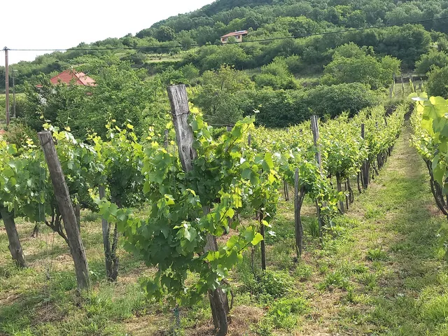 Eladó telek Somlószőlős 2576 nm