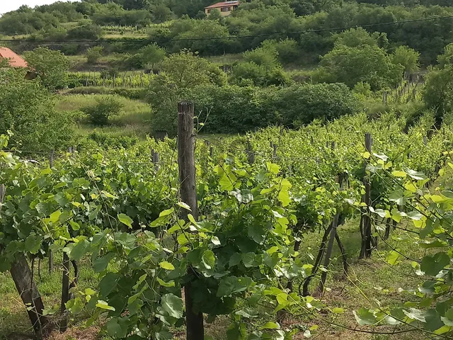 Eladó telek Somlószőlős 2576 nm