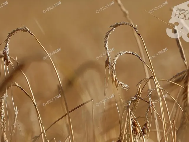 Eladó telek Csemő 199296 nm