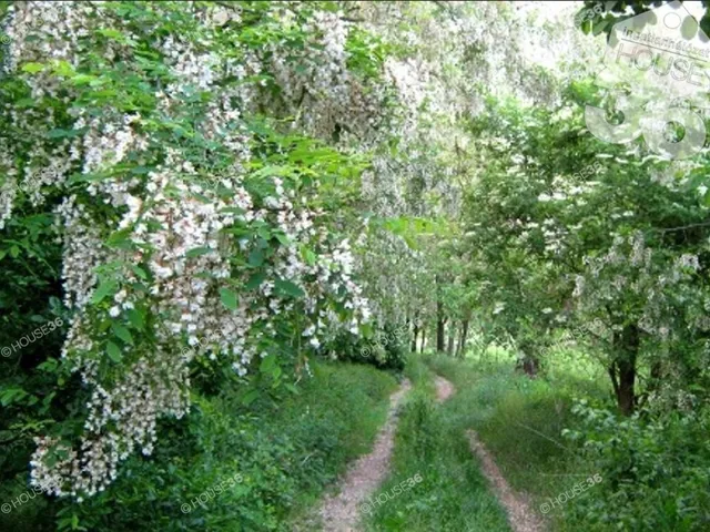Eladó telek Szabadszállás 17510 nm