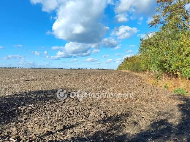 Eladó mezőgazdasági ingatlan Mezőkovácsháza 2131 nm