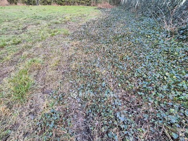 Eladó telek Szentes 350 nm