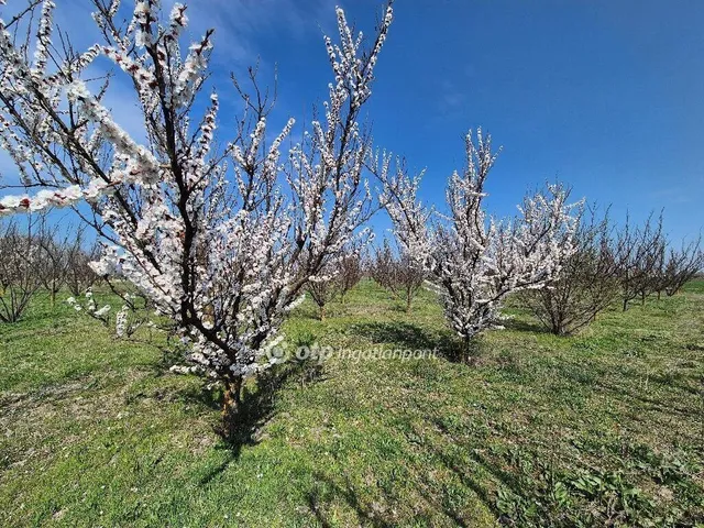 Eladó mezőgazdasági ingatlan Szentes 18803 nm