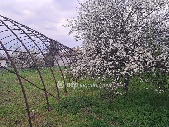 Eladó mezőgazdasági ingatlan Nagybánhegyes 13248 nm