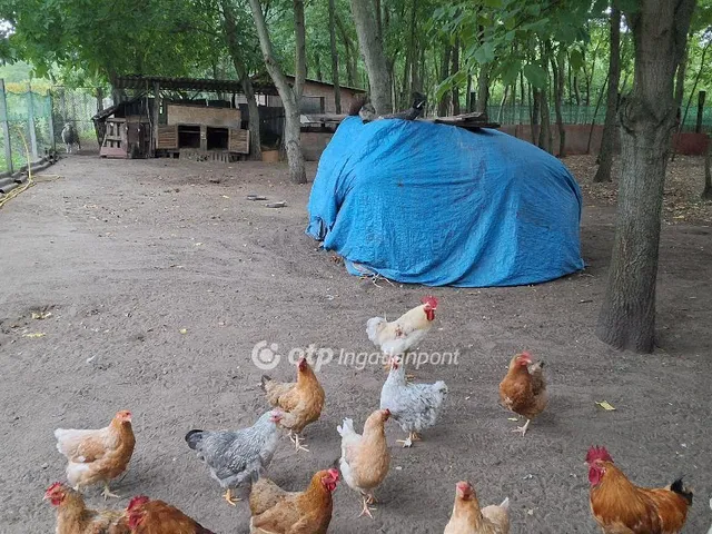 Eladó ház Albertirsa 168 nm