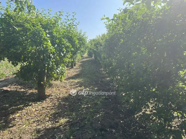 Eladó telek Cegléd 2229 nm