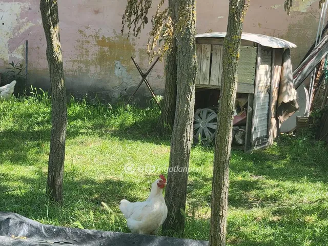 Eladó mezőgazdasági ingatlan Kunpeszér 77 nm