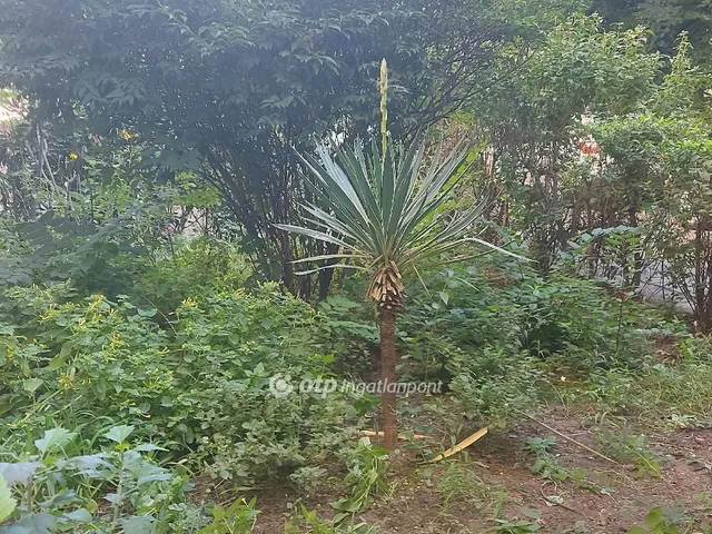 Eladó lakás Budapest XIX. kerület, Óváros 27 nm