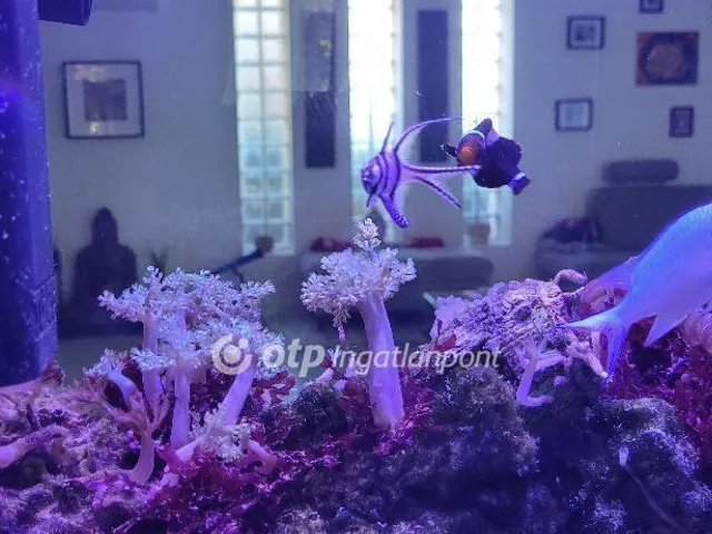 Eladó ház Dunaharaszti, Bezerédi-lakópark 253 nm