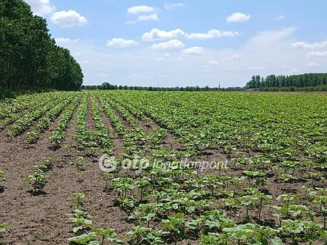 Eladó mezőgazdasági ingatlan Debrecen 44865 nm
