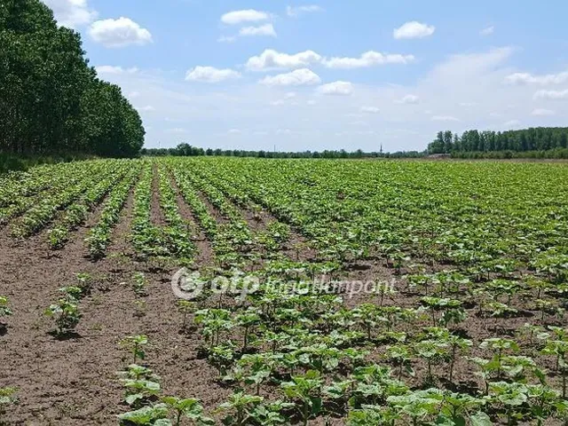 Eladó mezőgazdasági ingatlan Debrecen, Mészáros Gergely-kert 44865 nm