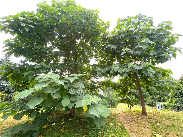 Eladó ház Fonyód 340 nm