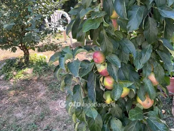 Eladó ház Monyoród 117 nm