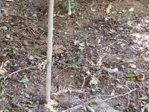 Eladó ház Lippó 60 nm