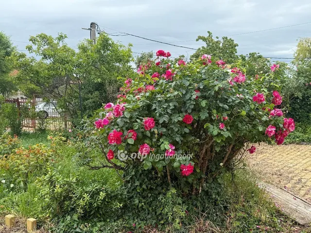 Eladó ház Pécs 310 nm