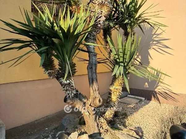 Eladó ház Pécs 70 nm