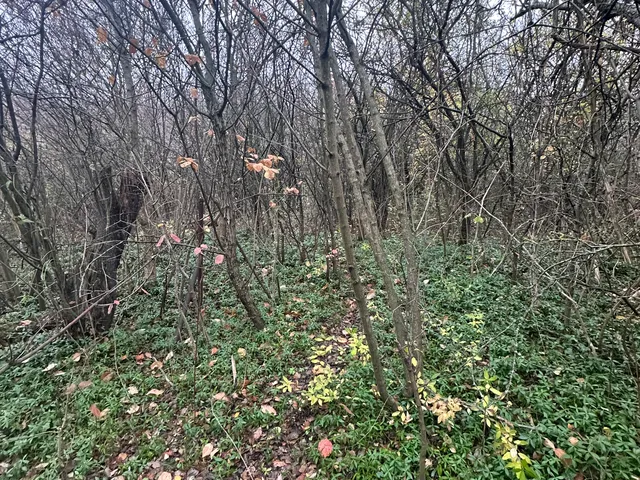 Eladó telek Kerepes 2080 nm