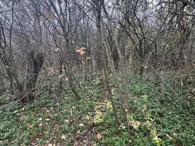 Eladó telek Kerepes 84 nm