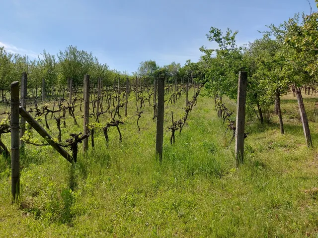 Eladó mezőgazdasági ingatlan Pázmánd 2707 nm