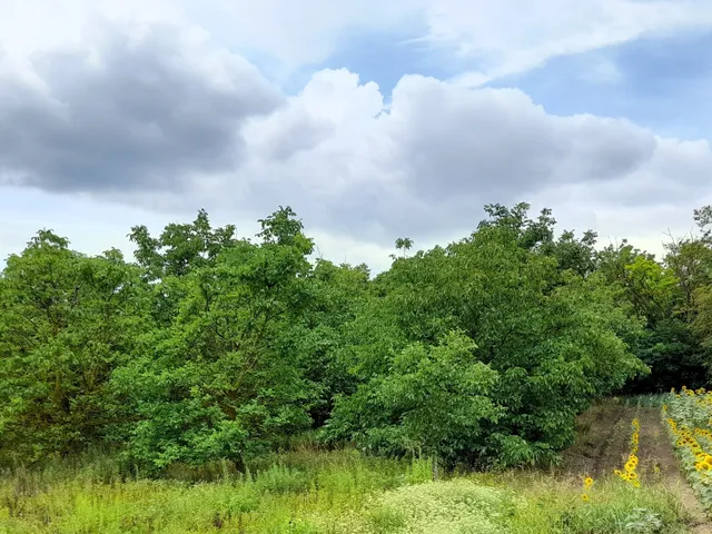 Eladó telek Lovasberény 2160 nm