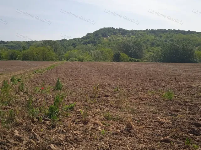 Eladó mezőgazdasági ingatlan Rezi 3135 nm