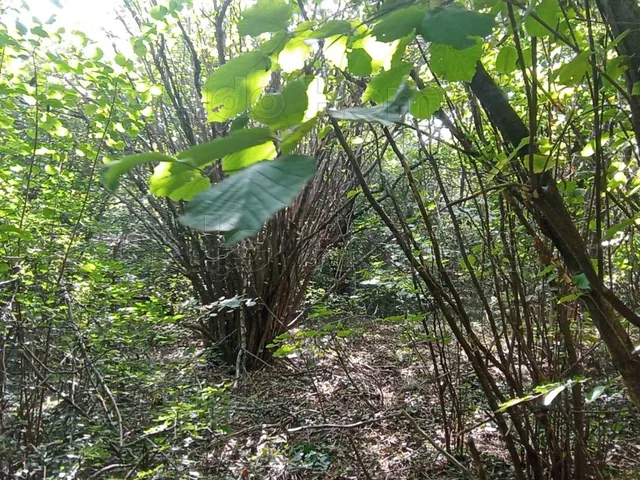 Eladó telek Nemesbük 4247 nm