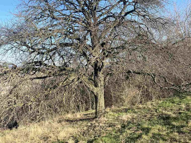 Eladó mezőgazdasági ingatlan Alsópáhok 13121 nm