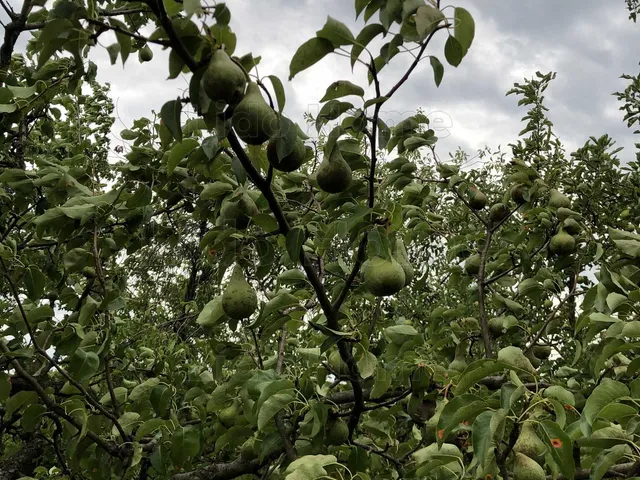 Eladó mezőgazdasági ingatlan Alsópáhok 1663 nm