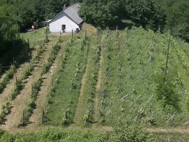 Eladó mezőgazdasági ingatlan Lesencetomaj 55 nm