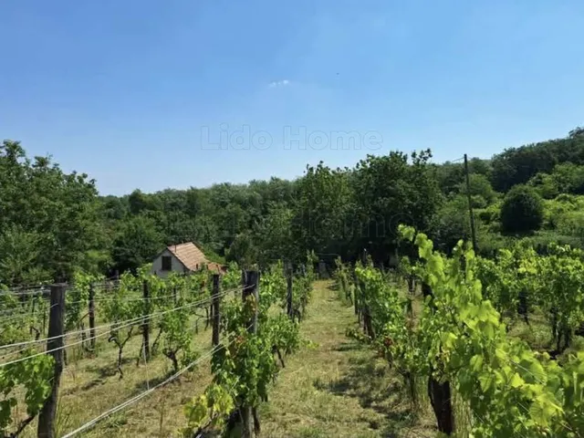 Eladó mezőgazdasági ingatlan Sümegcsehi 25 nm