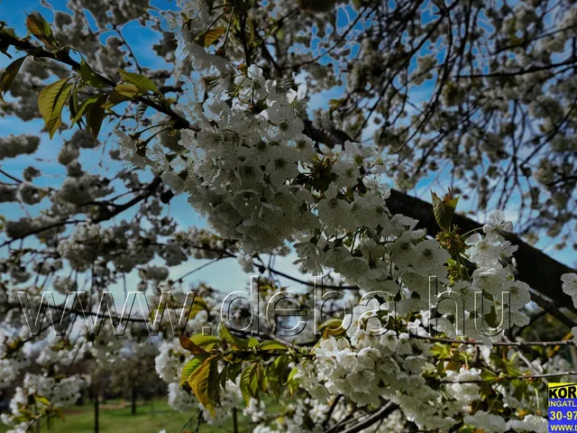 Eladó telek Balatonlelle 1564 nm