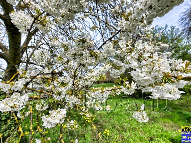 Eladó telek Balatonlelle 1564 nm