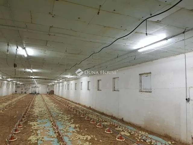 Eladó mezőgazdasági ingatlan Mátyásdomb 2700 nm