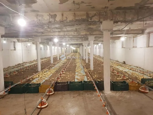 Eladó mezőgazdasági ingatlan Mátyásdomb 2700 nm