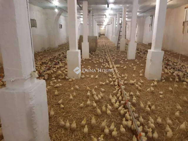 Eladó kereskedelmi és ipari ingatlan Mátyásdomb 3000 nm