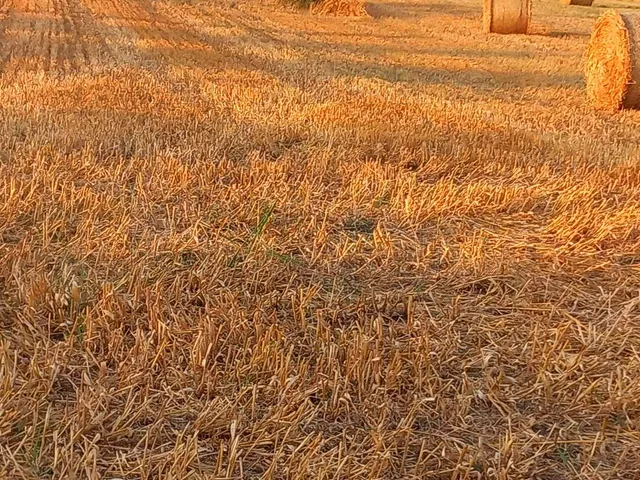 Eladó mezőgazdasági ingatlan Balatonszabadi 4914 nm