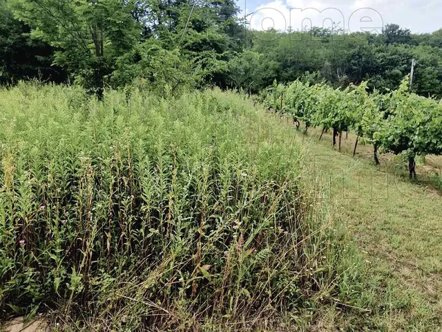 Eladó mezőgazdasági ingatlan Ságvár 1577 nm