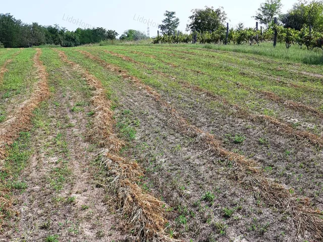 Eladó telek Kőröshegy 1564 nm