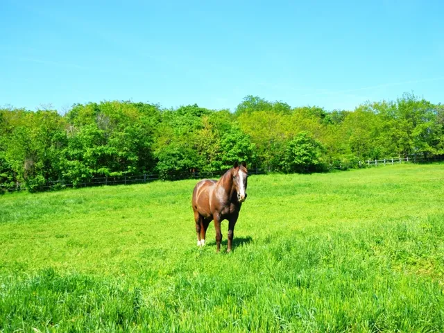 Eladó mezőgazdasági ingatlan Siófok, Töreki 280 nm