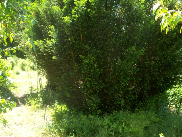 Eladó telek Tokaj 1278 nm