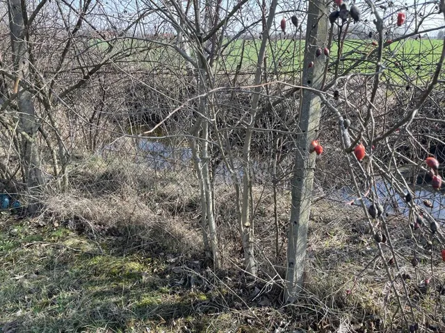 Eladó telek Békéscsaba, Dobozi úti kertek 1608 nm