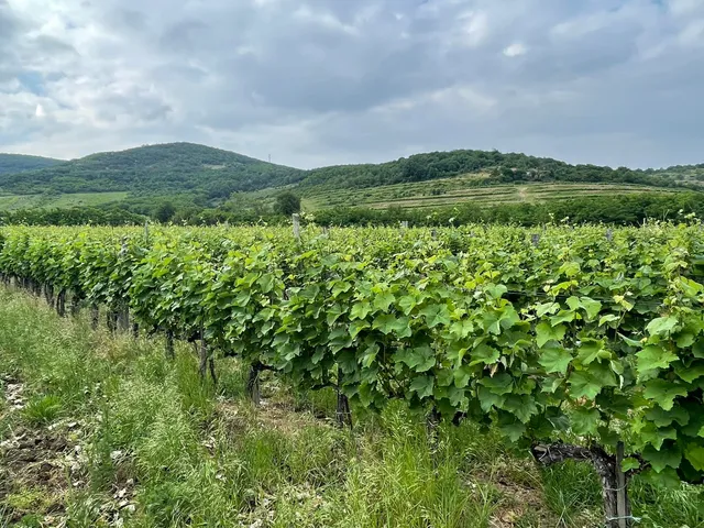 Eladó mezőgazdasági ingatlan Szegi 22540 nm