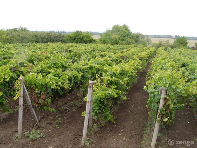 Eladó mezőgazdasági ingatlan Tordas 30026 nm