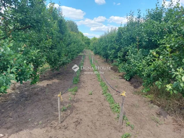 Eladó mezőgazdasági ingatlan Izsák 53 nm