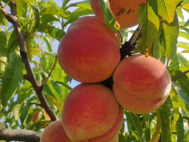 Eladó mezőgazdasági ingatlan Debrecen, Dombos 220 nm