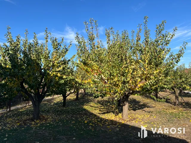Eladó mezőgazdasági ingatlan Medgyesegyháza 700 nm