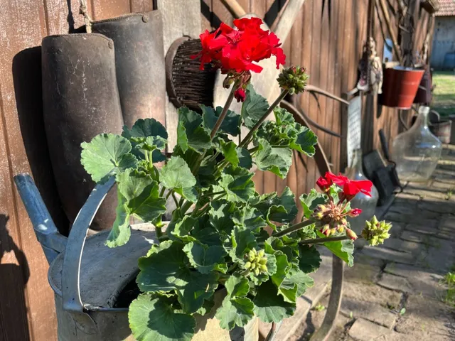 Eladó ház Debrecen, Gáspár György-kert 70 nm