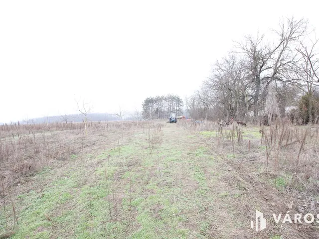 Eladó ház Algyő 75000 nm