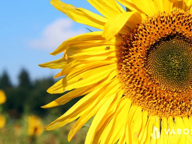 Eladó mezőgazdasági ingatlan Kardos 254462 nm